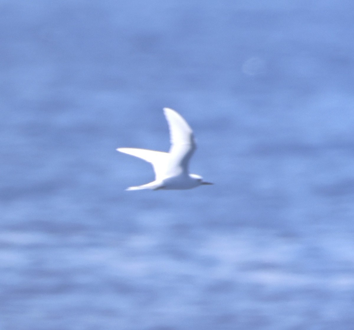 White Tern - ML640966728