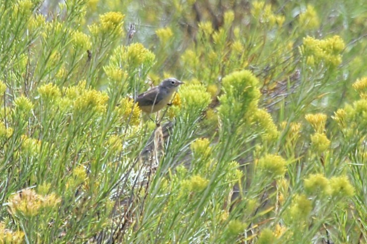 Rubinfleck-Waldsänger - ML640966737