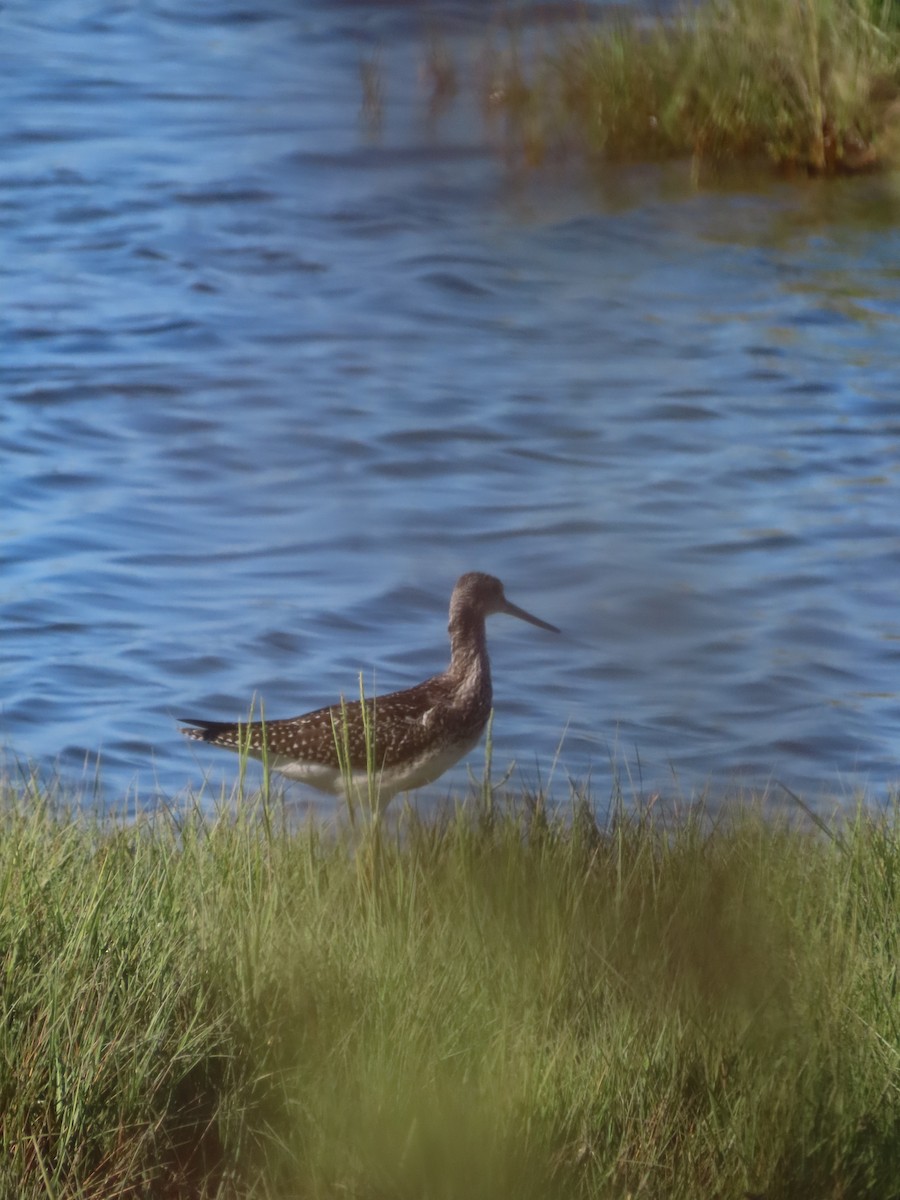 Greater Yellowlegs - ML640966746