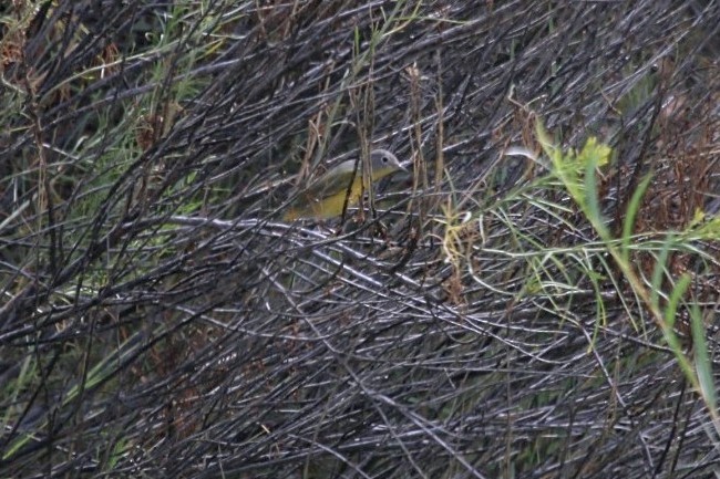 Rubinfleck-Waldsänger - ML640966750