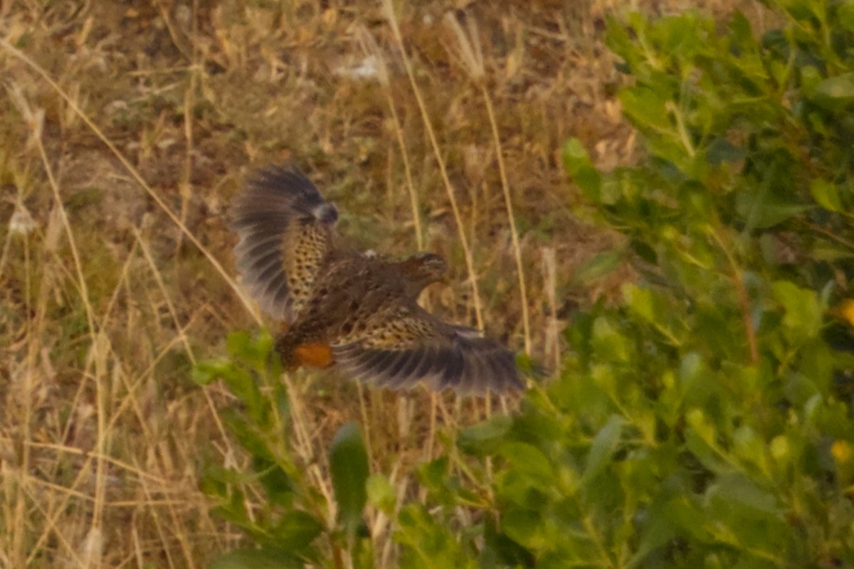 Barred Buttonquail - ML640966754