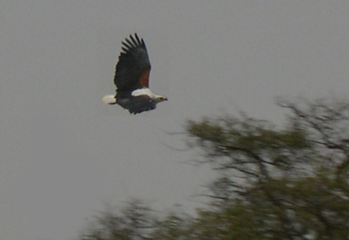 African Fish-Eagle - ML640966755