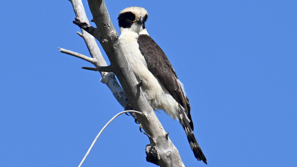 Laughing Falcon - ML640966756