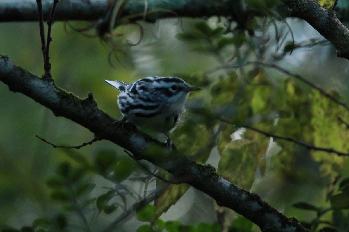 Black-and-white Warbler - ML640966757