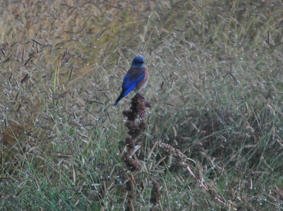 Western Bluebird - ML640966758