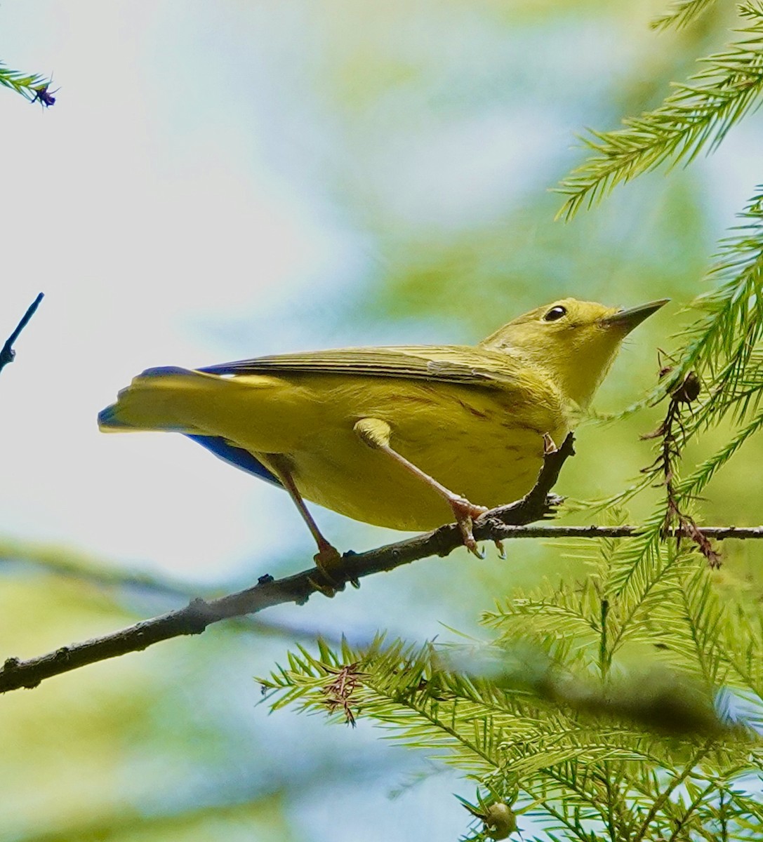Yellow Warbler - ML640966759