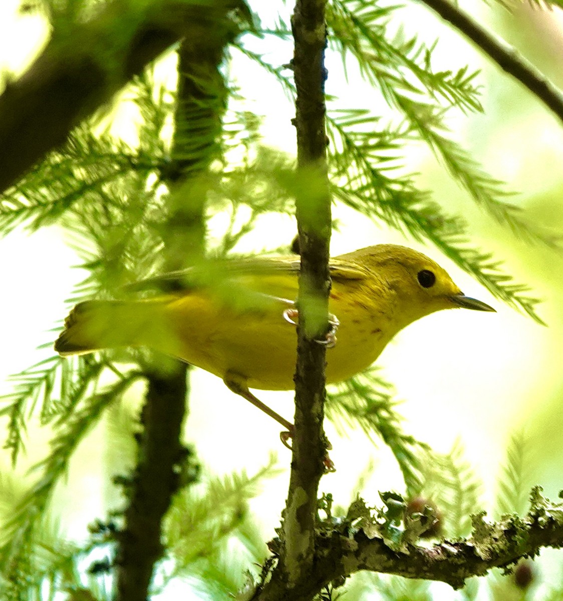 Yellow Warbler - ML640966760