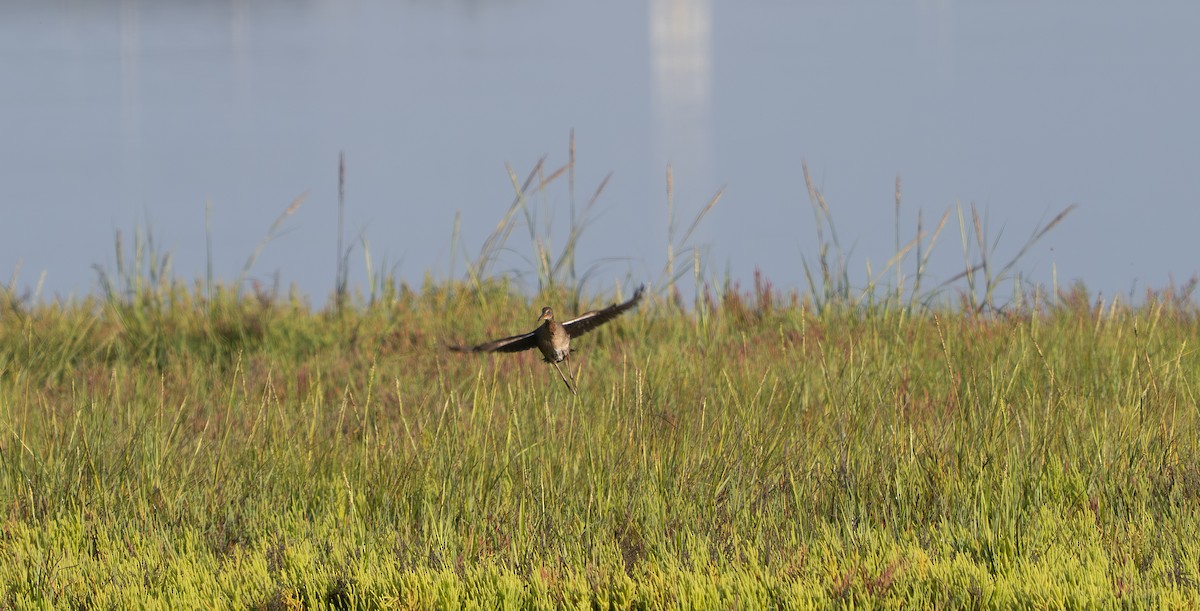 Ridgway's Rail (Light-footed) - ML640966764