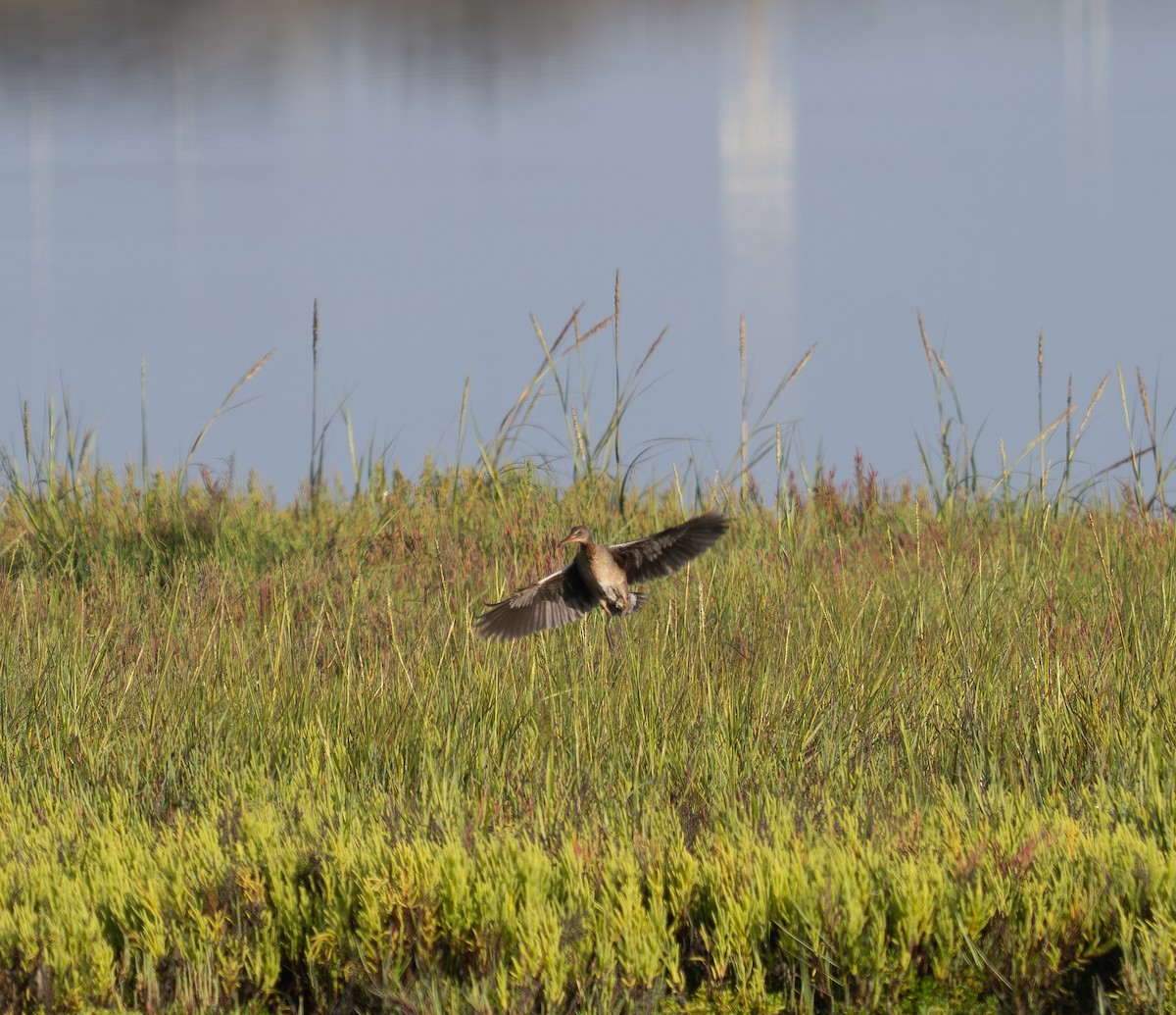 Ridgway's Rail (Light-footed) - ML640966765