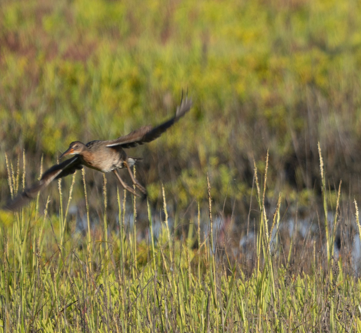 Ridgway's Rail (Light-footed) - ML640966766