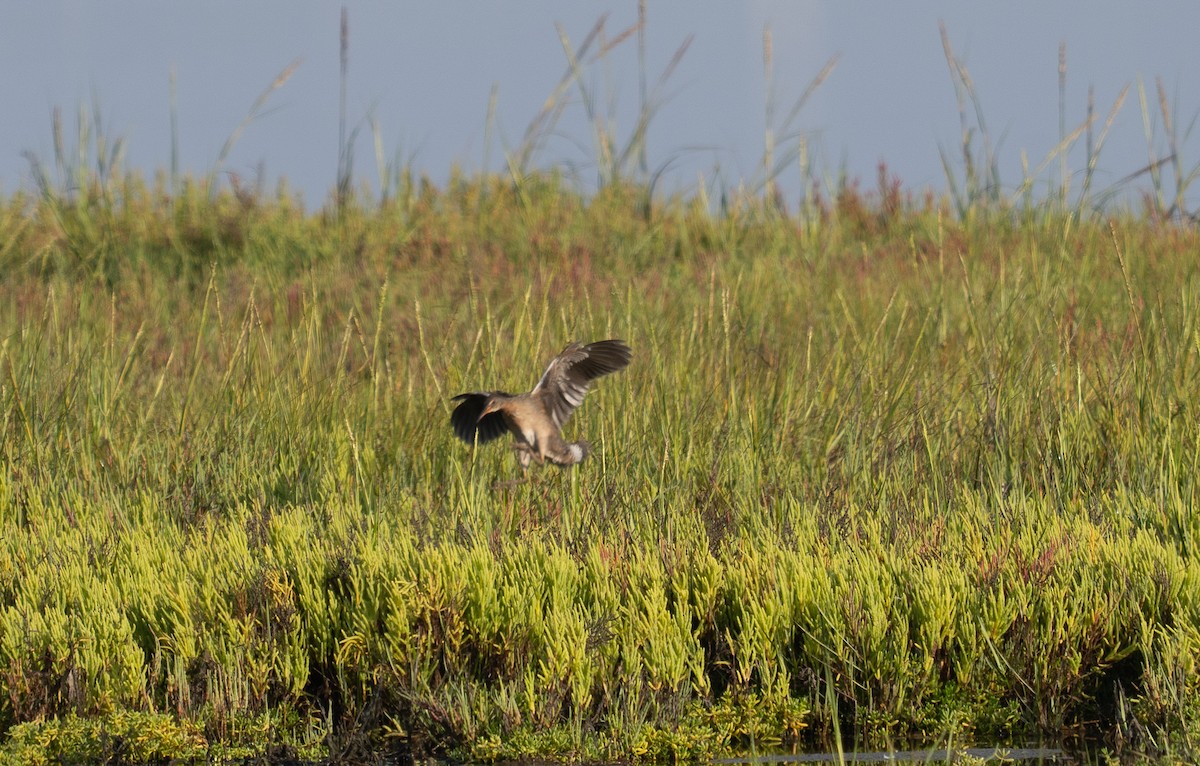 Ridgway's Rail (Light-footed) - ML640966767
