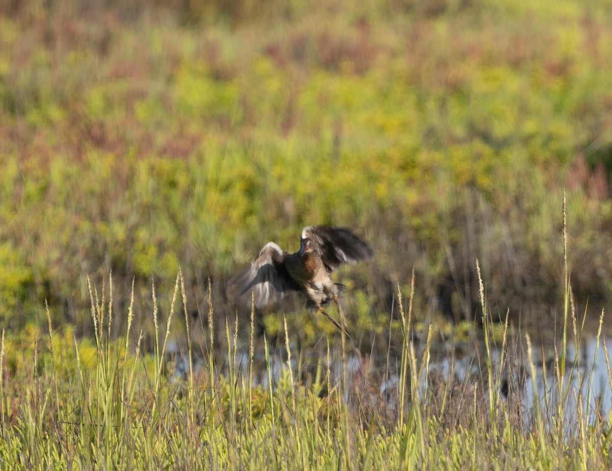 Ridgway's Rail (Light-footed) - ML640966768