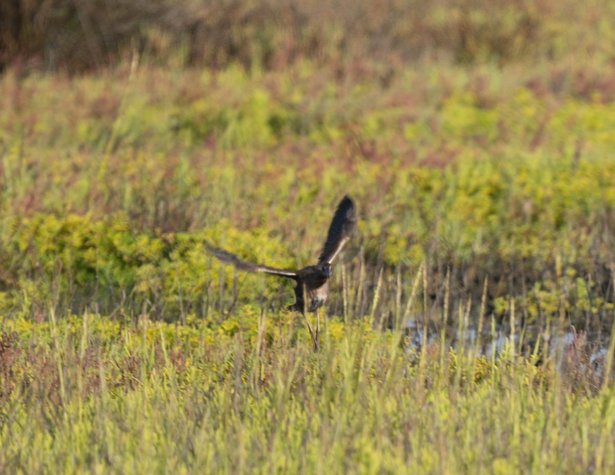 Ridgway's Rail (Light-footed) - ML640966769