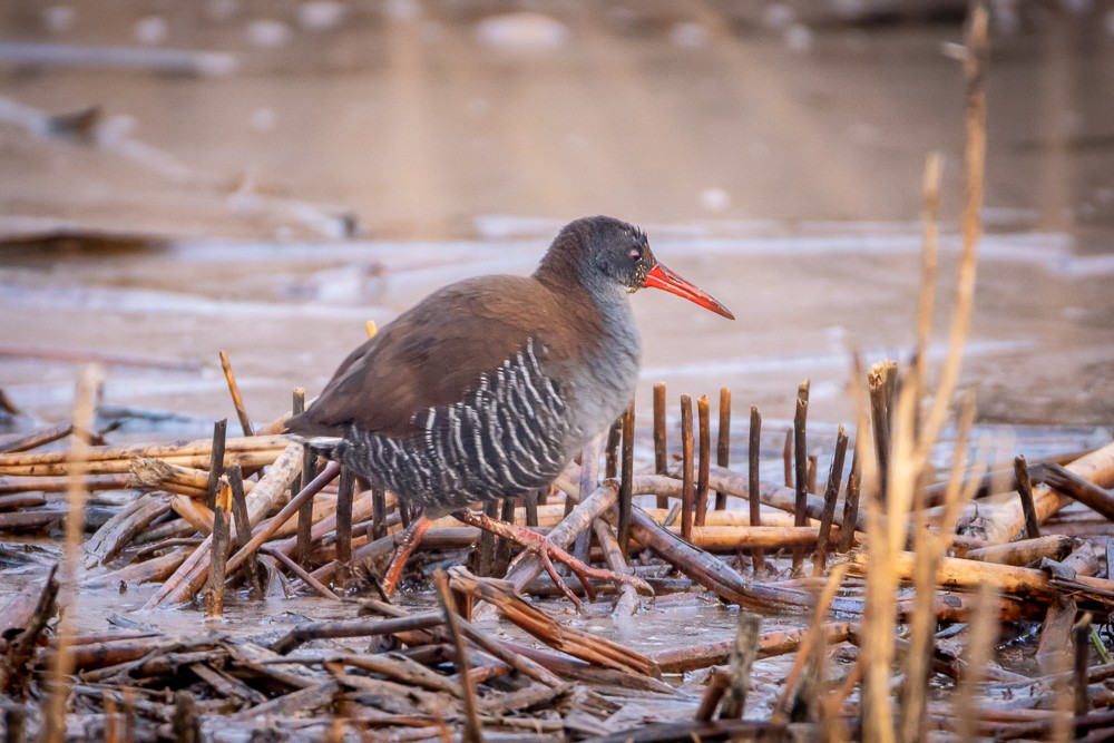 African Rail - ML640966774