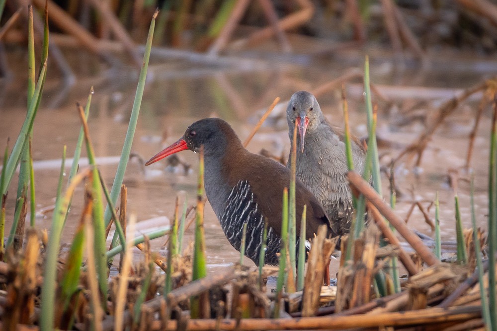 African Rail - ML640966776