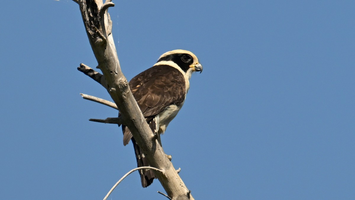 Laughing Falcon - ML640966777