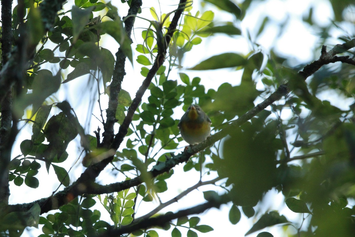 Northern Parula - ML640966778
