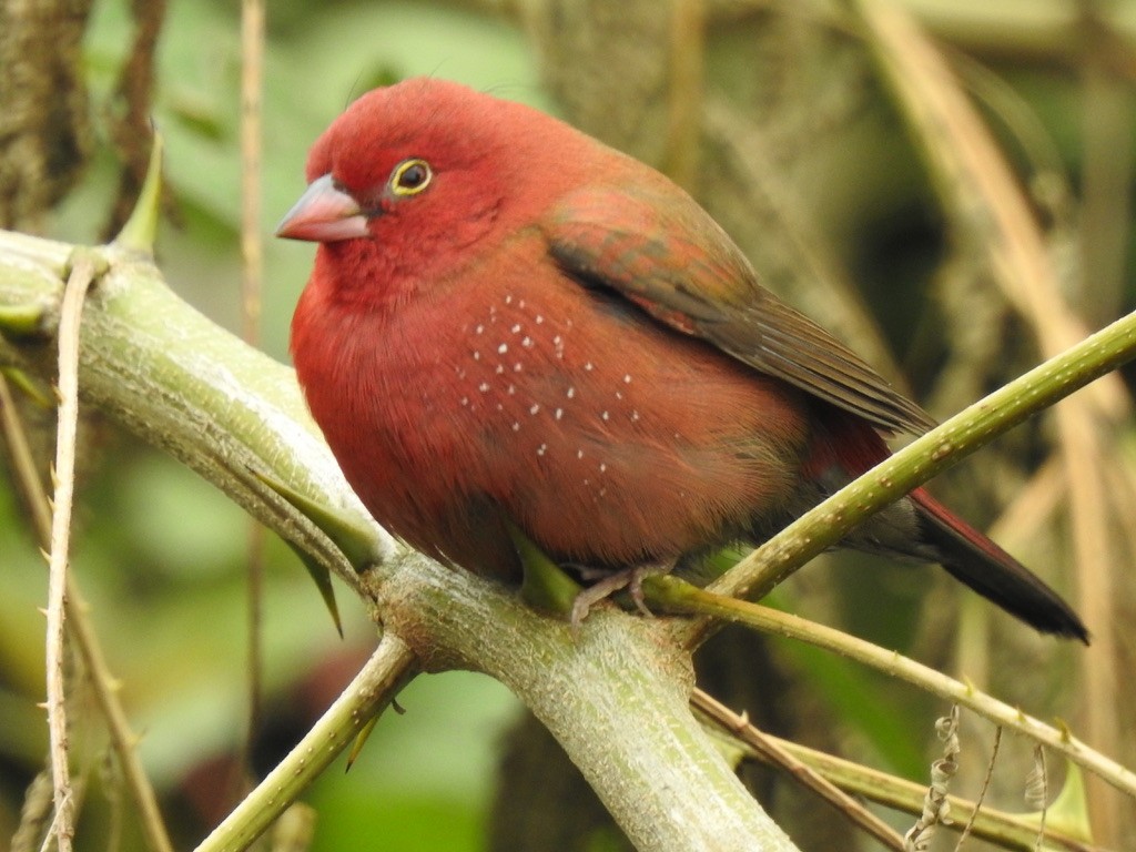 Red-billed Firefinch - ML640966781