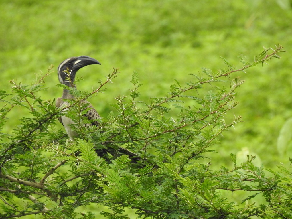African Gray Hornbill - ML640966785