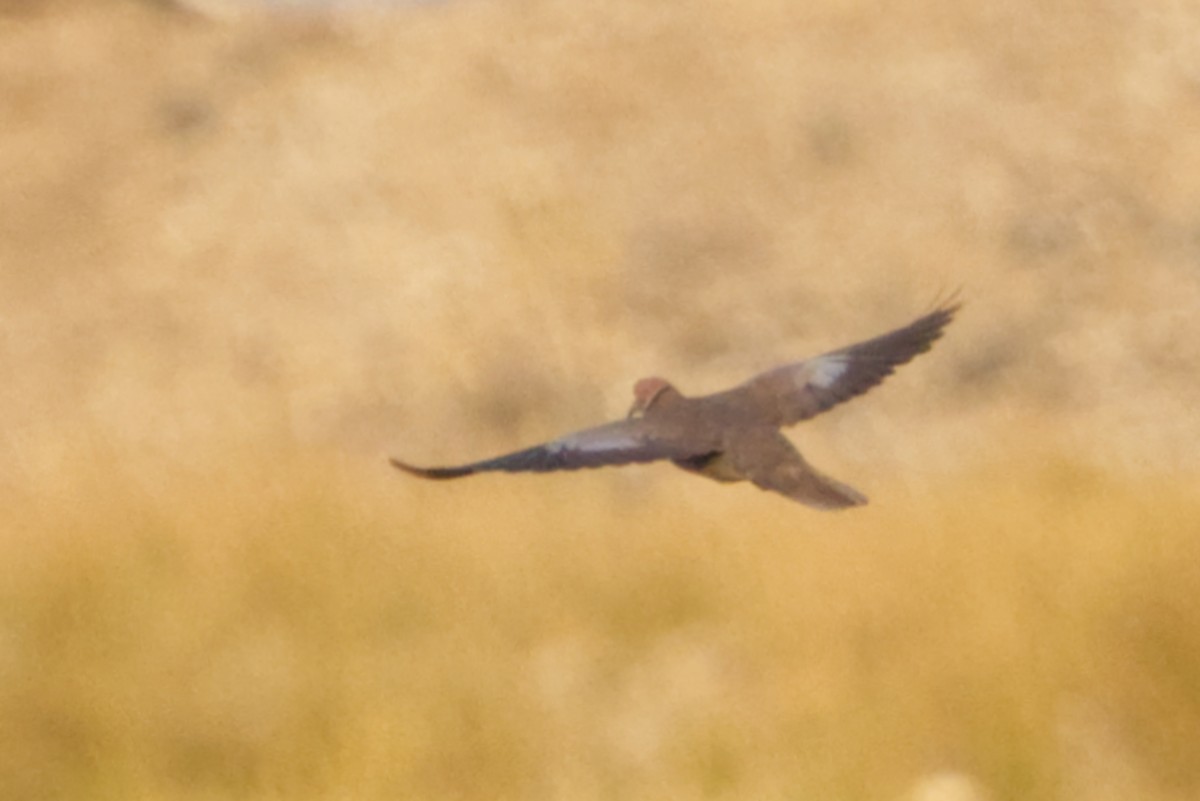 Sunda Collared-Dove - ML640966799