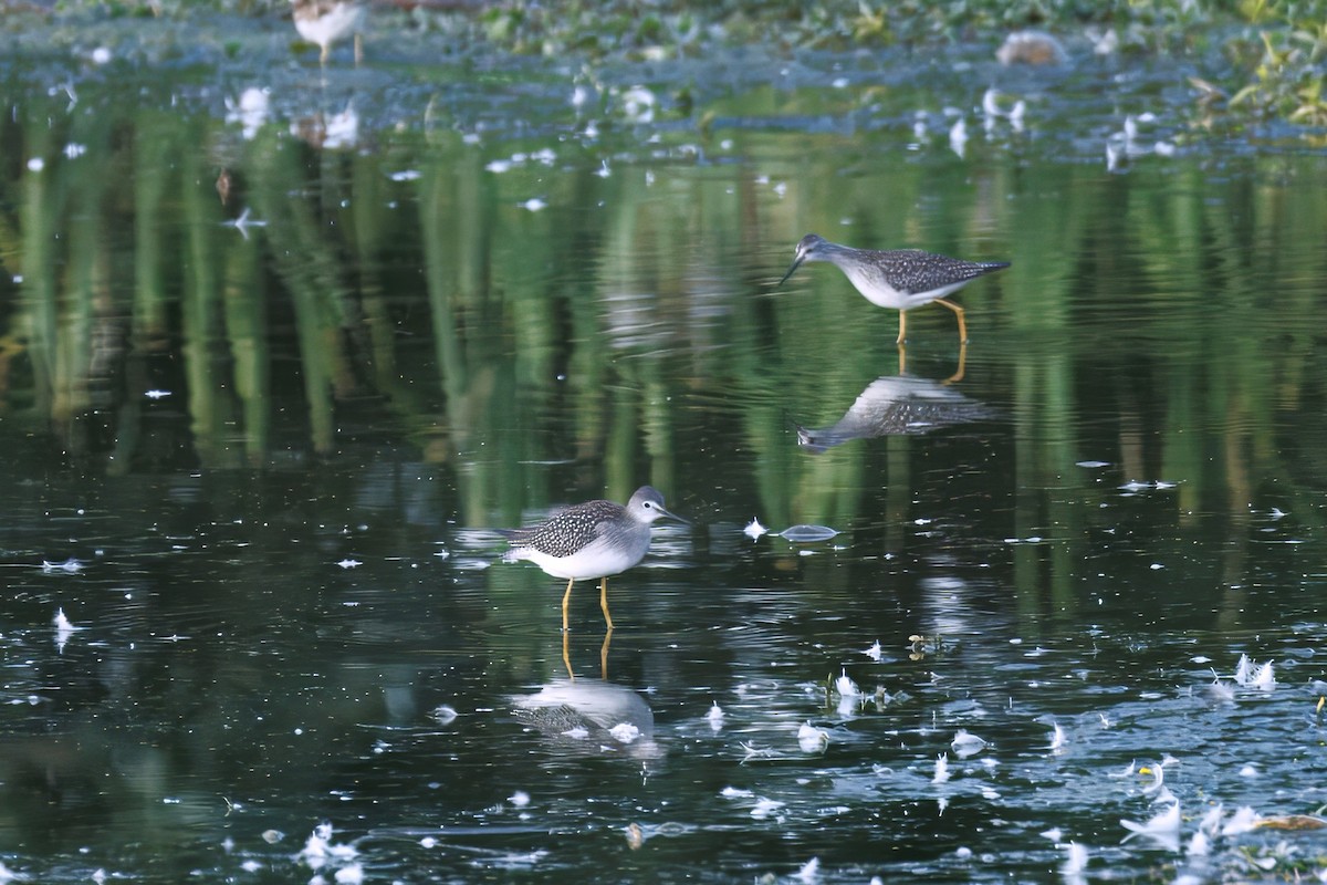 Lesser Yellowlegs - ML640966806