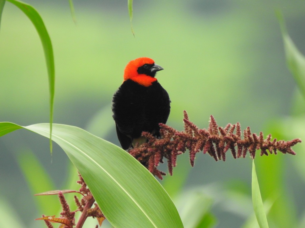 Black-winged Bishop - ML640966810