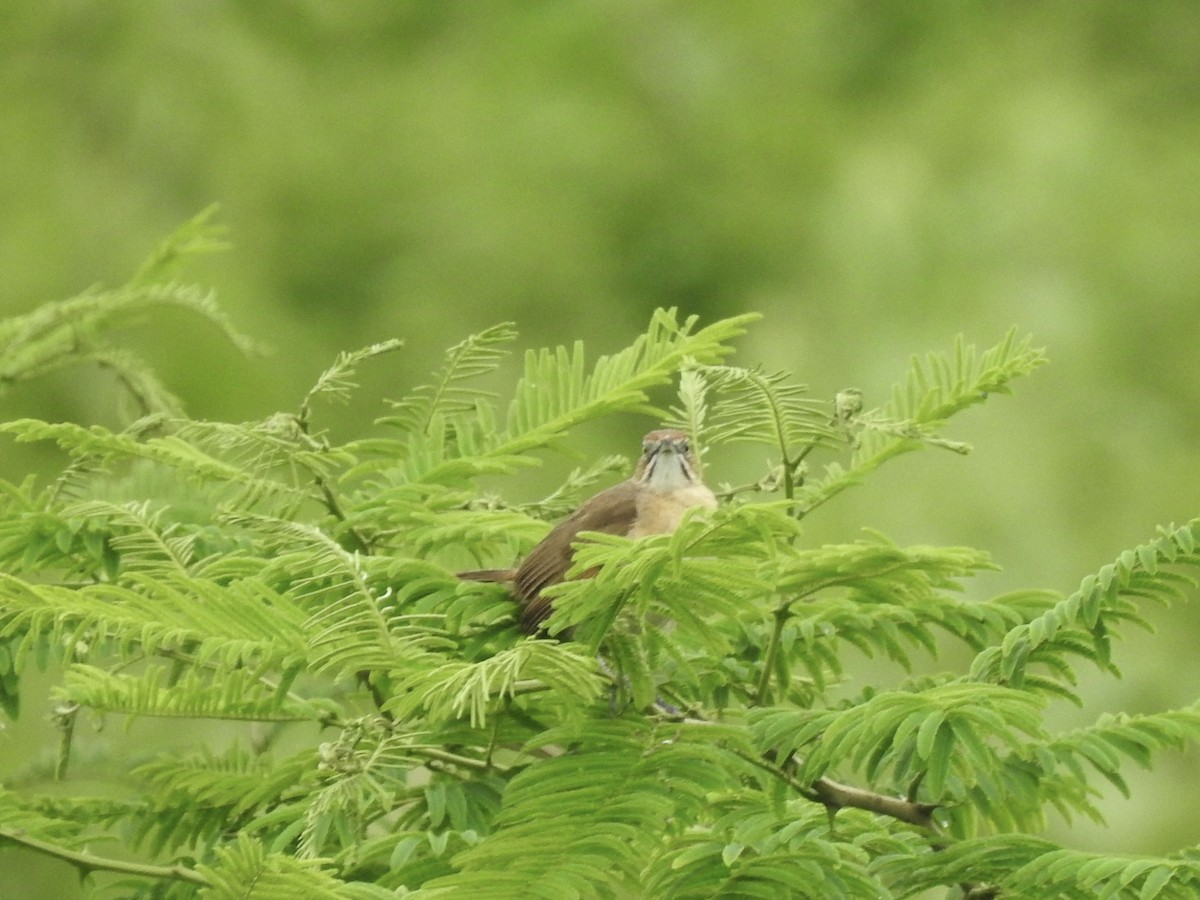 Moustached Grass-Warbler - ML640966845
