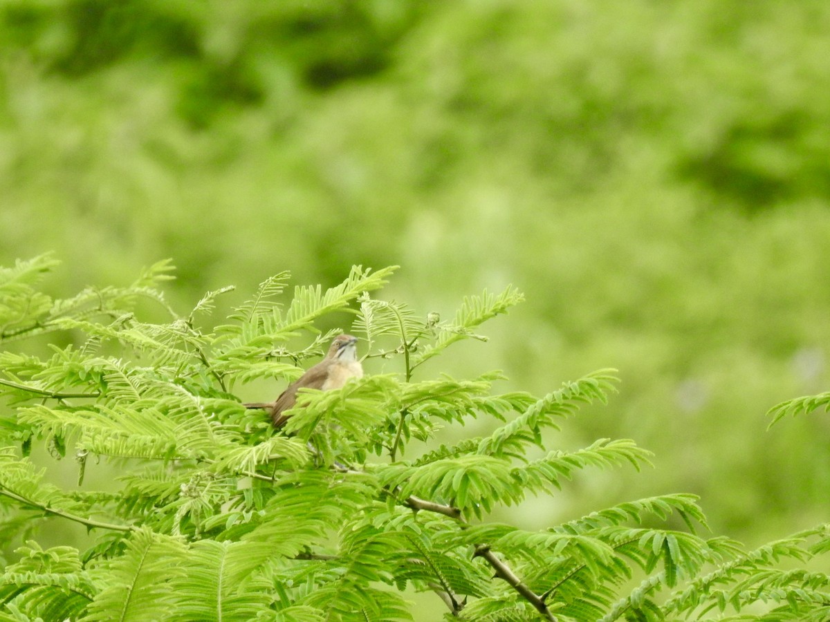 Moustached Grass-Warbler - ML640966846