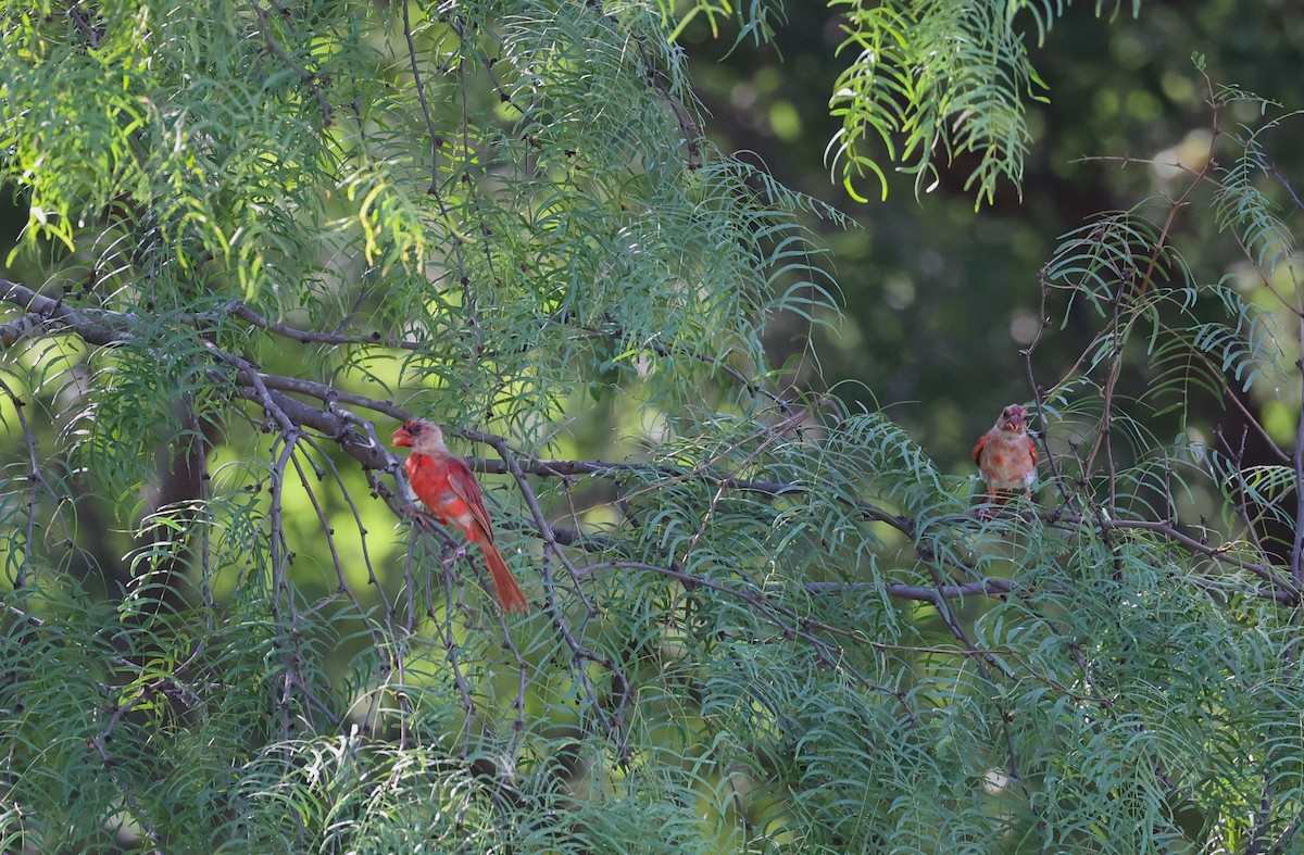 Northern Cardinal - ML640966928