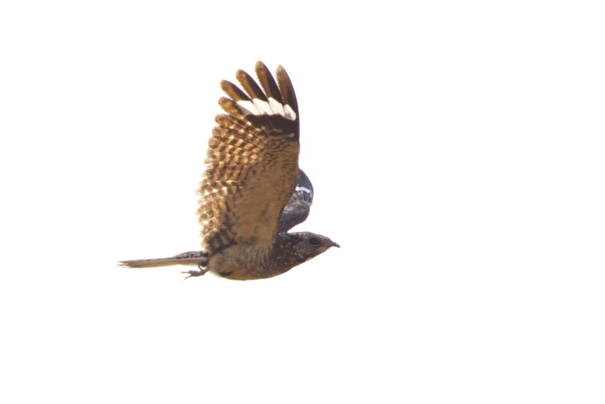 Savanna Nightjar (Sunda) - ML640966967