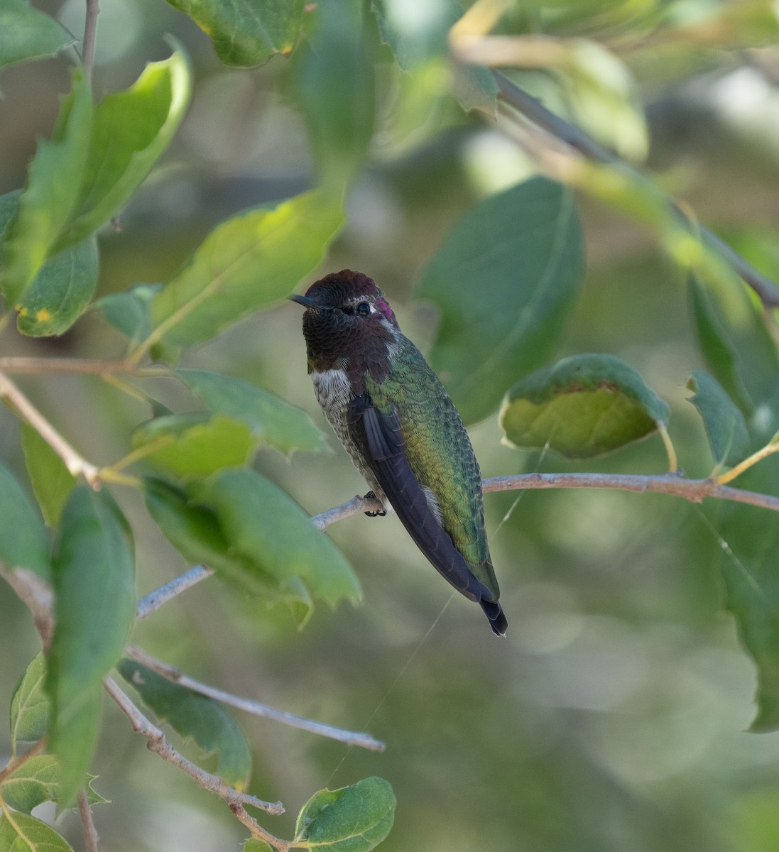 Anna's Hummingbird - ML640966994