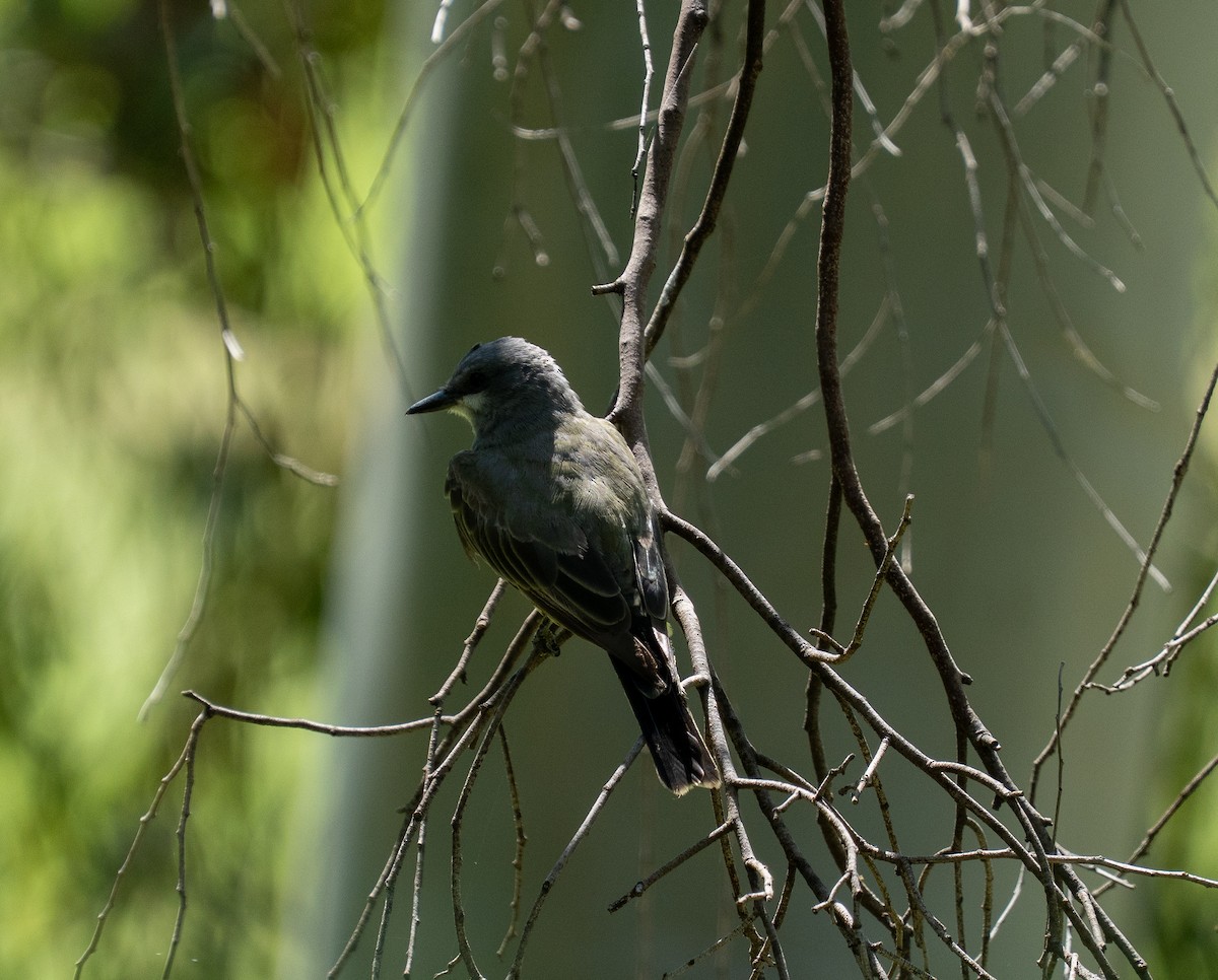 Cassin's Kingbird - ML640967006
