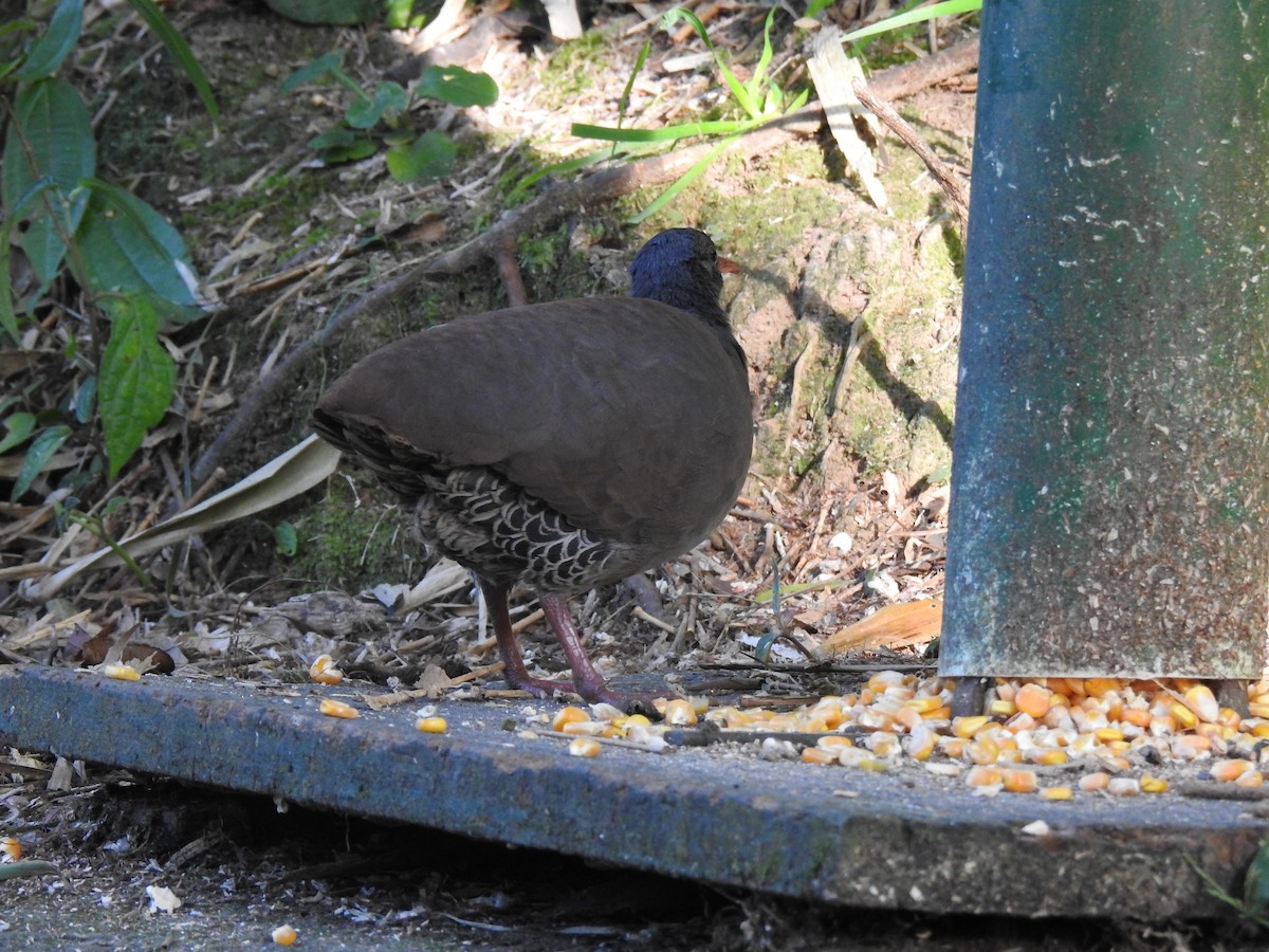 Tataupa Tinamou - ML640967007