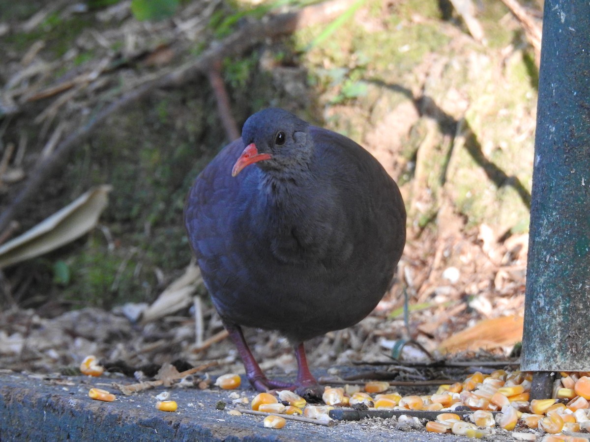 Tataupa Tinamou - ML640967009