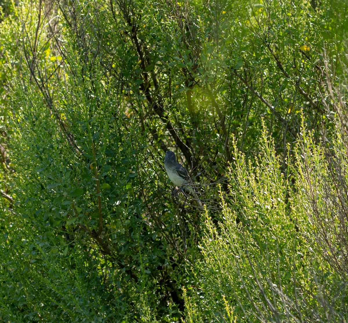 Bell's Vireo - ML640967010