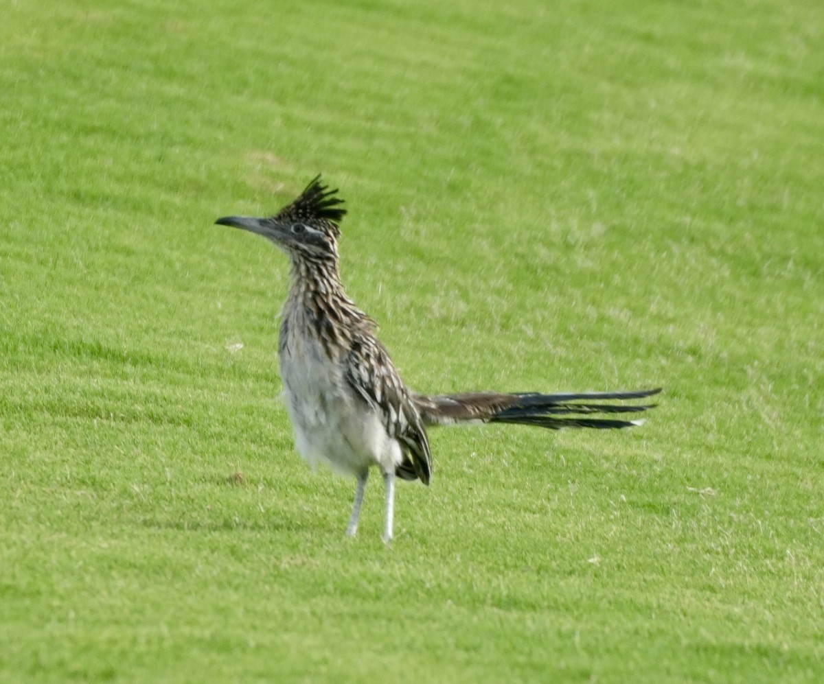 Greater Roadrunner - ML640967012