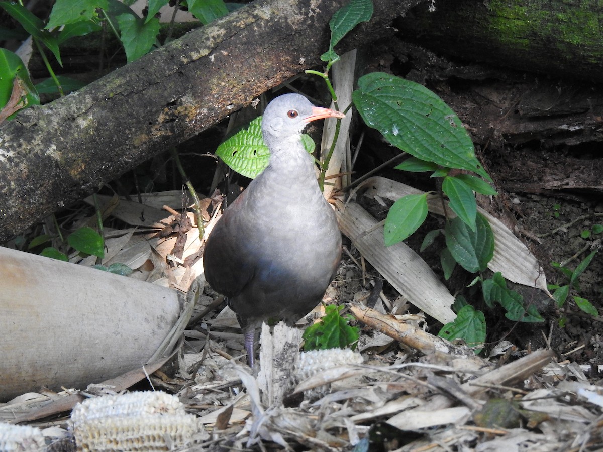Tataupa Tinamou - ML640967016