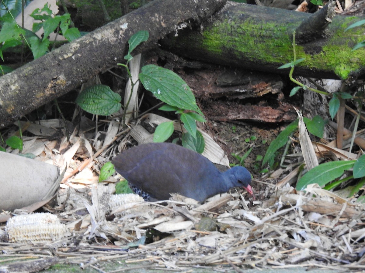 Tataupa Tinamou - ML640967017