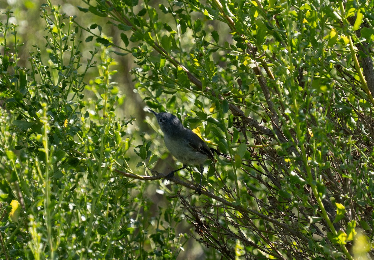 California Gnatcatcher - ML640967028