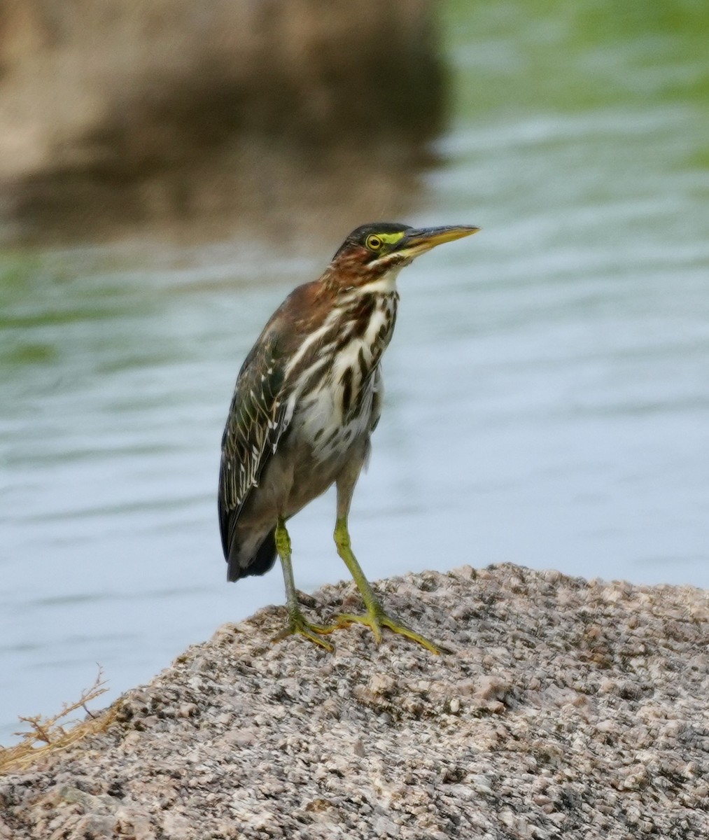 Green Heron - ML640967029