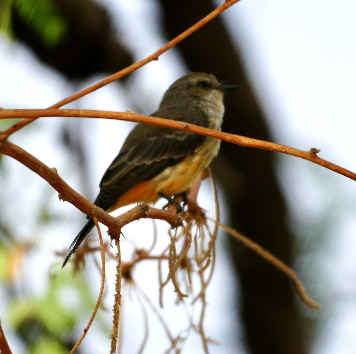 Vermilion Flycatcher - ML640967054