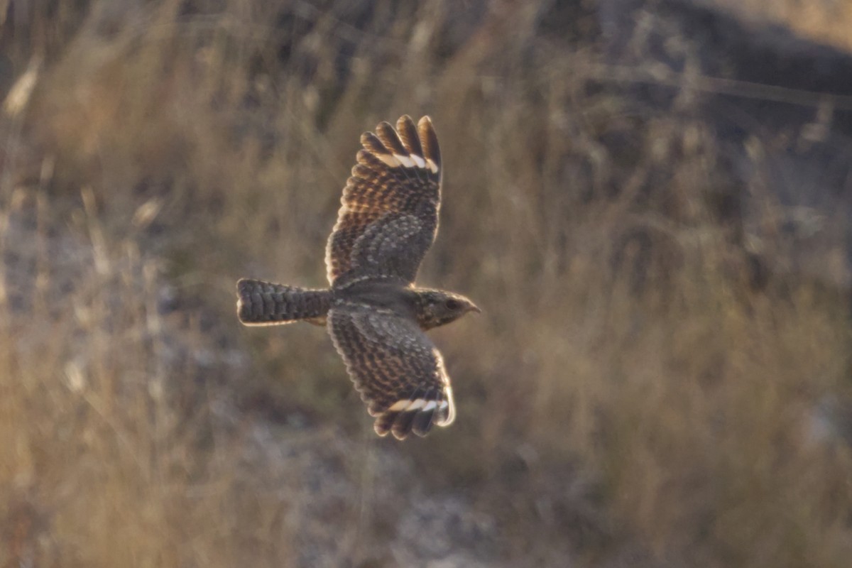Savanna Nightjar (Sunda) - ML640967058