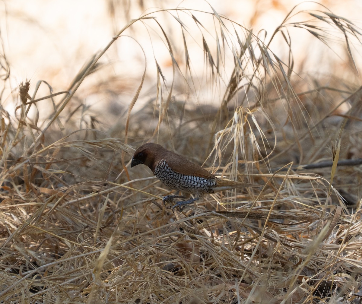 Scaly-breasted Munia - ML640967059