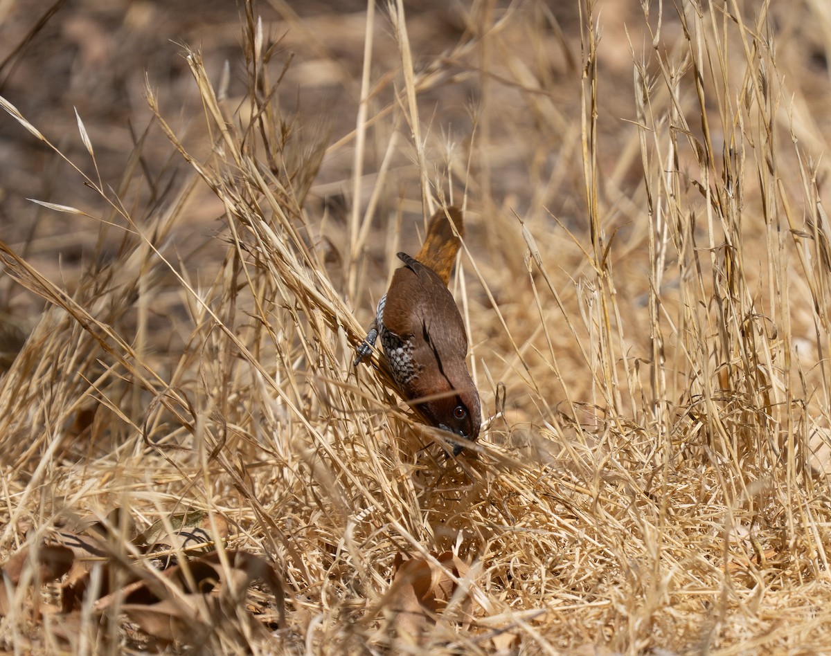 Scaly-breasted Munia - ML640967060