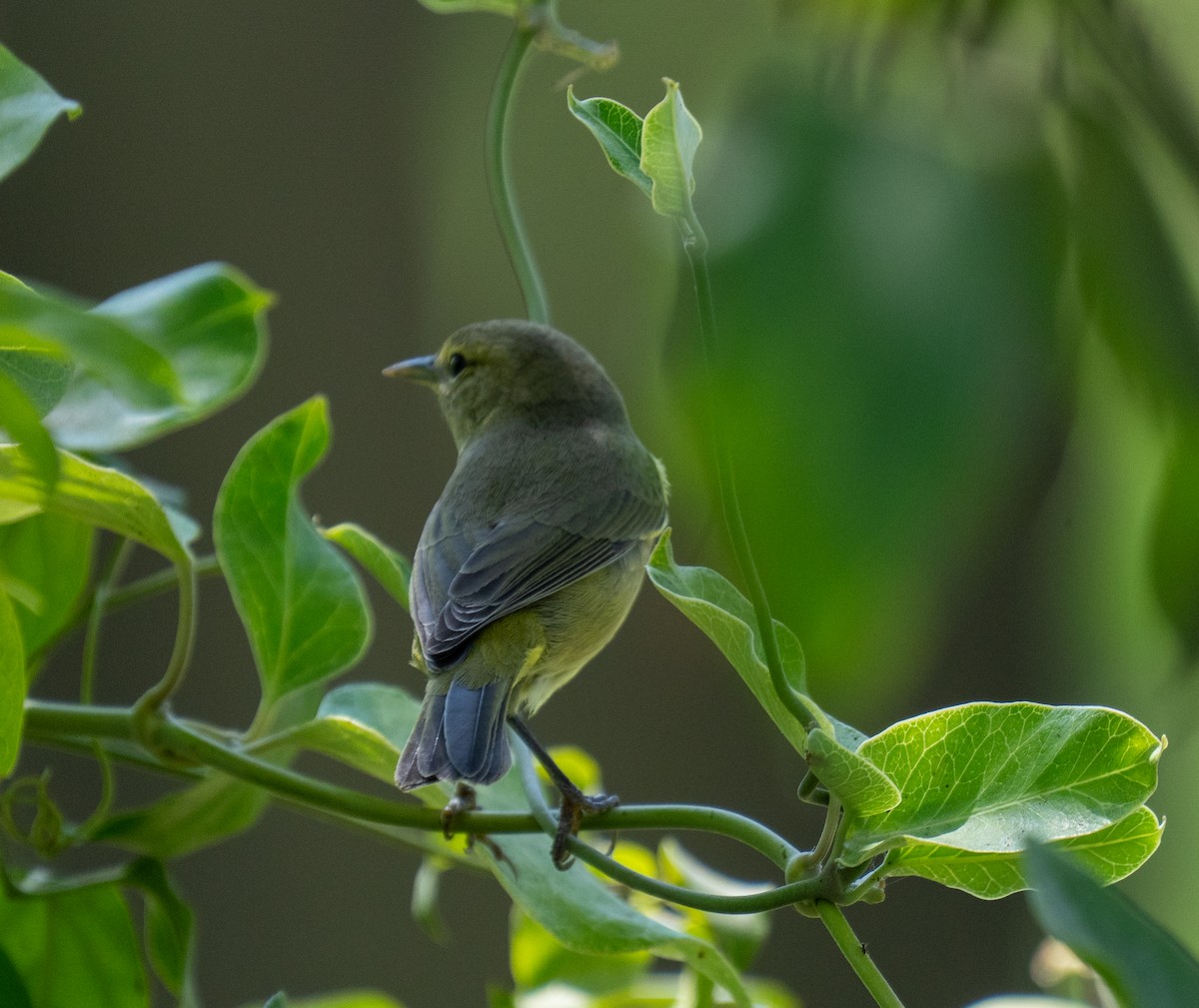 Orange-crowned Warbler - ML640967089