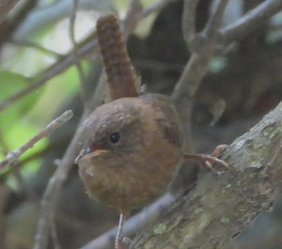 Winter Wren - ML640967094
