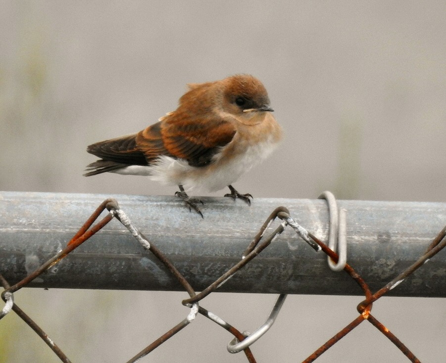 Northern Rough-winged Swallow - Carolyn Longworth