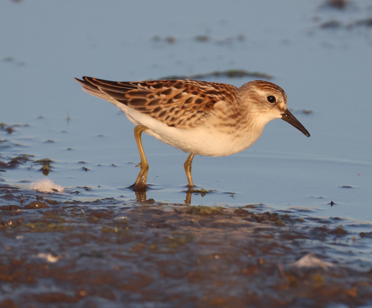 Least Sandpiper - ML640967111