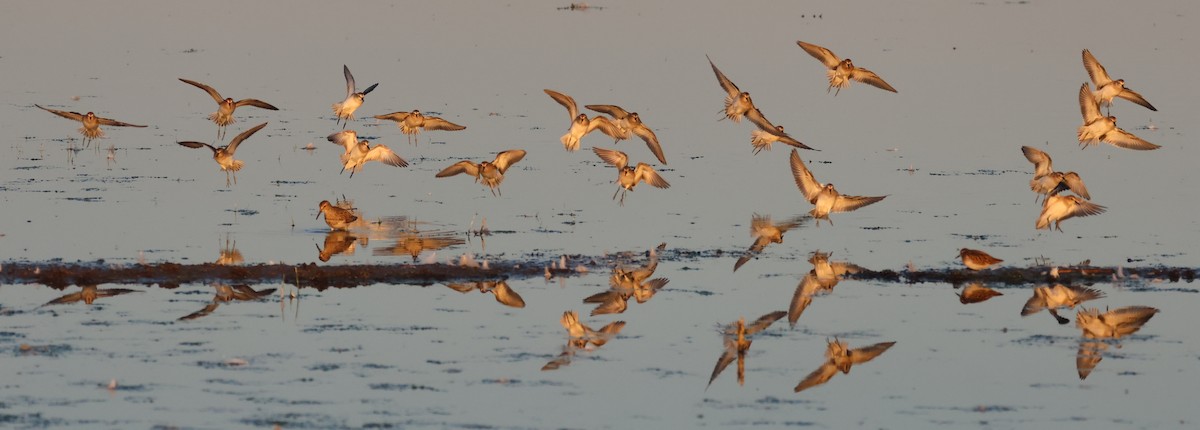 Least Sandpiper - ML640967121