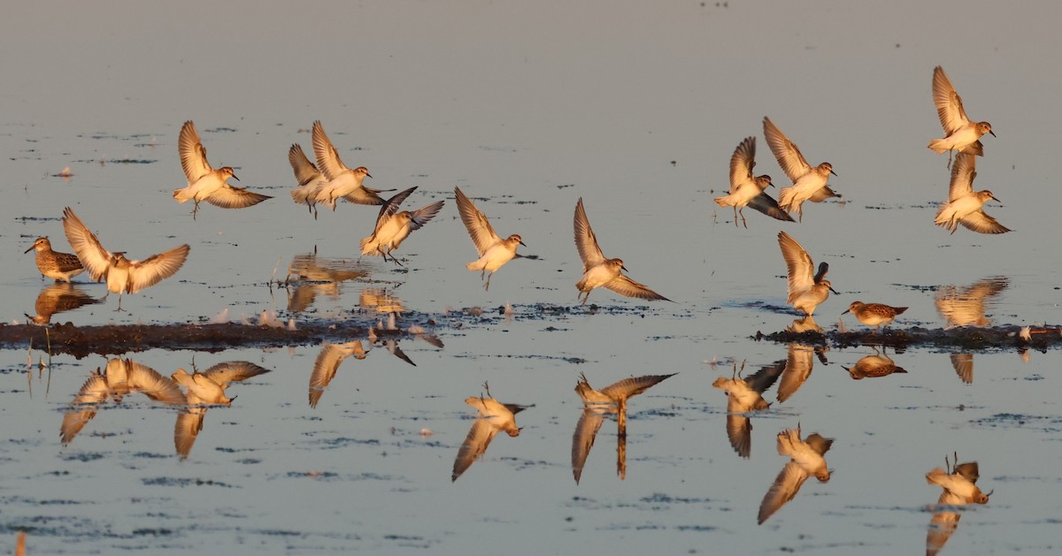 Least Sandpiper - ML640967128